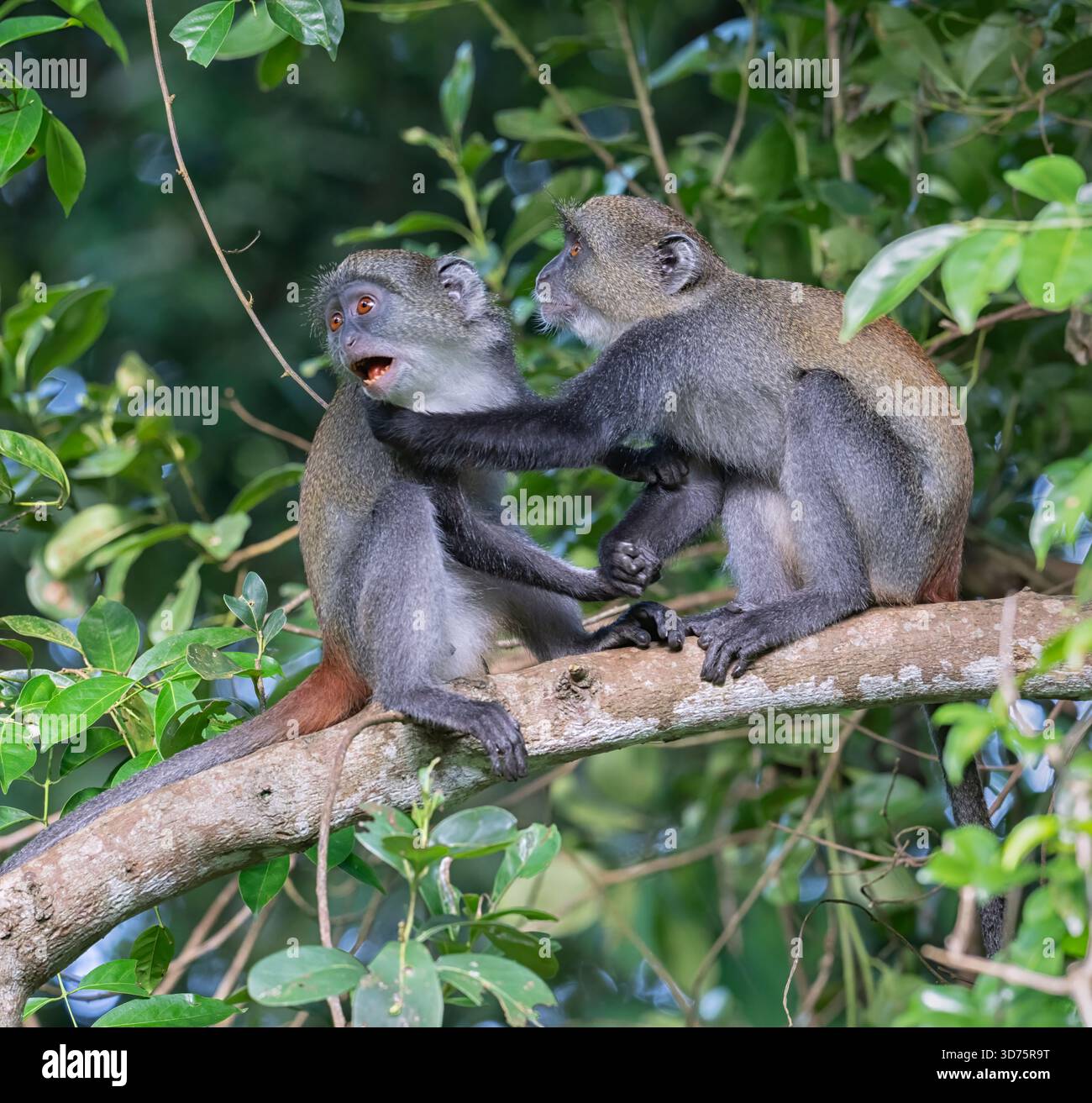 Junge Sykes' Affen spielen Kampf (Cercopithecus albogularis) in Shimoni, Kenia Stockfoto