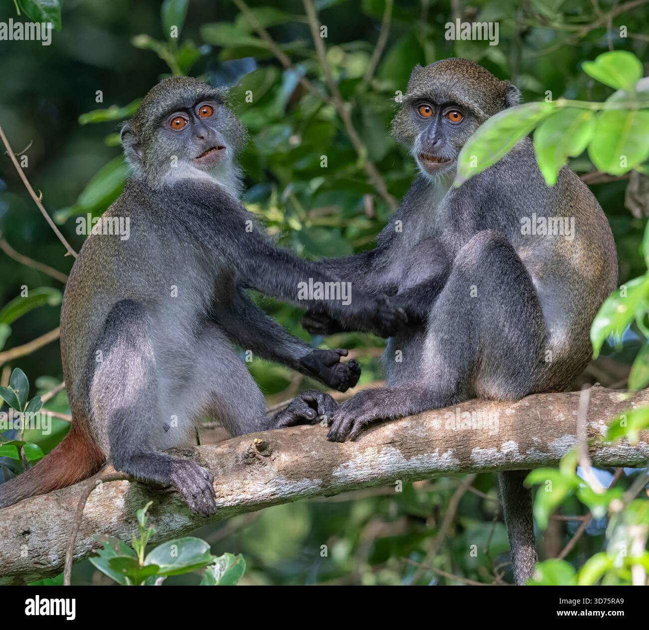 Junge Sykes' Affen spielen Kampf (Cercopithecus albogularis) in Shimoni, Kenia Stockfoto