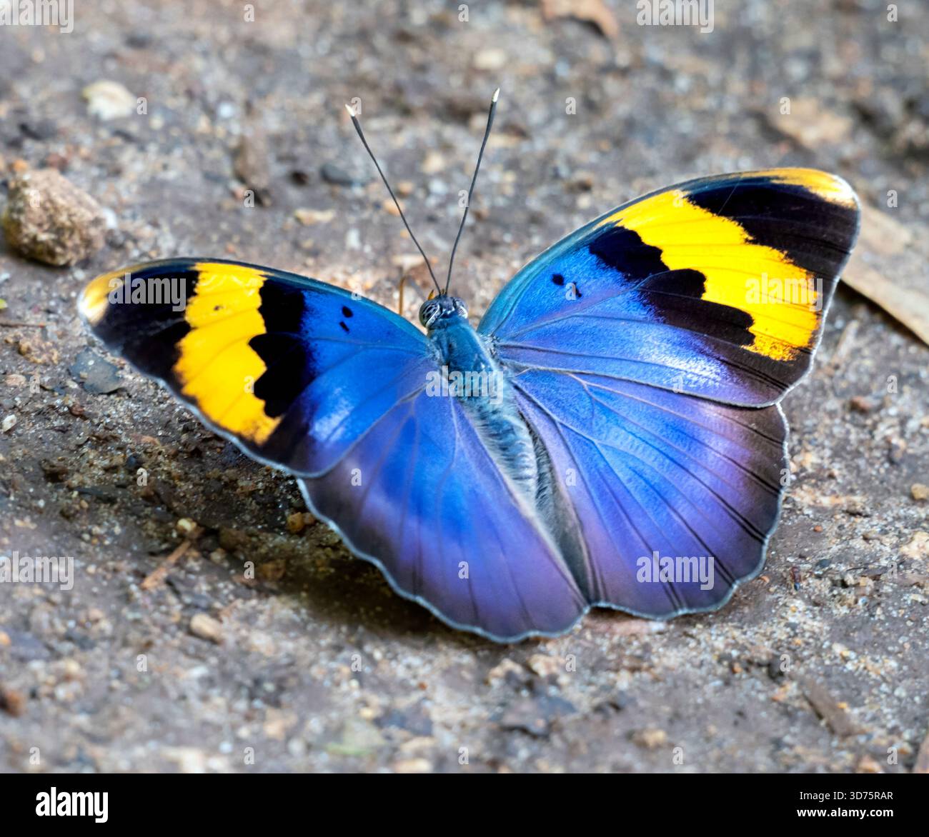 Euphaedra neophron, oder der goldene Förster, der auf dem Boden sitzt, Shimoni, Kwale County, Kenia Stockfoto