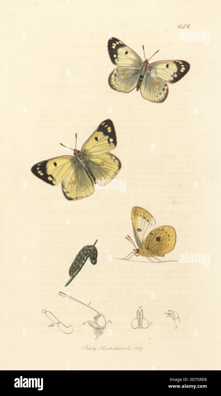 Blassgetrübter gelber Schmetterling, Colias hyale, mit raupe. Handkoloriertes Kupferstich, gezeichnet und graviert von John Curtis für seine eigene britische Entomologie, als Illustrationen und Beschreibungen der Genera of Insects found in Great Britain and Ireland, London, 18289. John Curtis (1791–1862) war ein Entomologe, Illustrator, Kupferstecher und Verleger. Stockfoto
