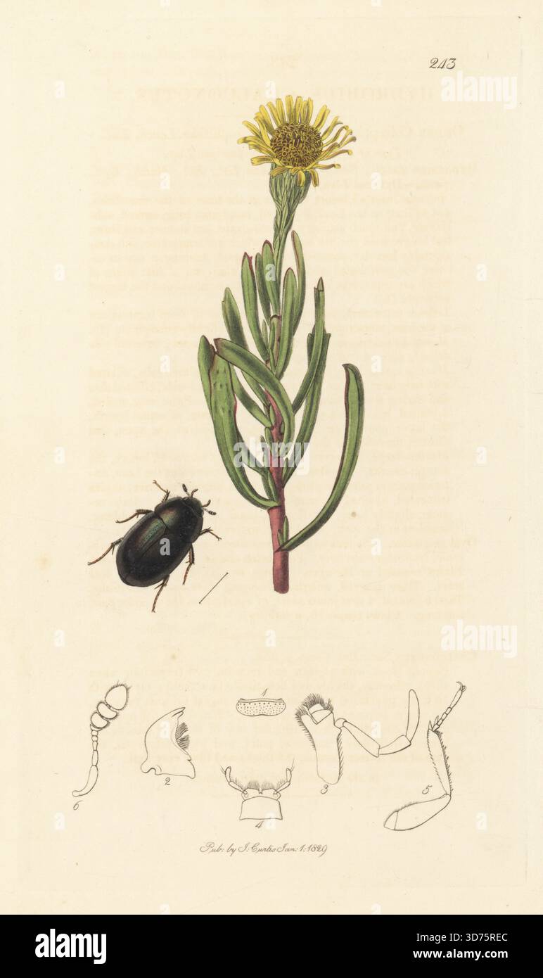 Hydrobius fuscipes Käfer Hydrobius chalconotus mit goldenem Samphir, Limbarda crithmoides (samphirblättriges fleabane, Inula crithmoides). Handkoloriertes Kupferstich, gezeichnet und graviert von John Curtis für seine eigene britische Entomologie, als Illustrationen und Beschreibungen der Genera of Insects found in Great Britain and Ireland, London, 18289. John Curtis (1791–1862) war ein Entomologe, Illustrator, Kupferstecher und Verleger. Stockfoto