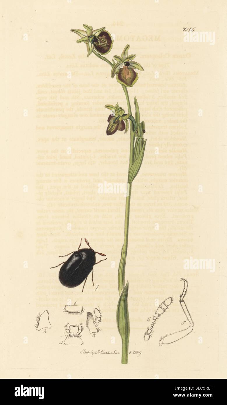 Spinnenkäfer, Ctesias serra (Megatoma serra) mit früherer Spinnenorchidee, Ophrys sphegodes (Spinnenorchidee, Ophrys aranifera). Handkoloriertes Kupferstich, gezeichnet und graviert von John Curtis für seine eigene britische Entomologie, als Illustrationen und Beschreibungen der Genera of Insects found in Great Britain and Ireland, London, 18289. John Curtis (1791–1862) war ein Entomologe, Illustrator, Kupferstecher und Verleger. Stockfoto