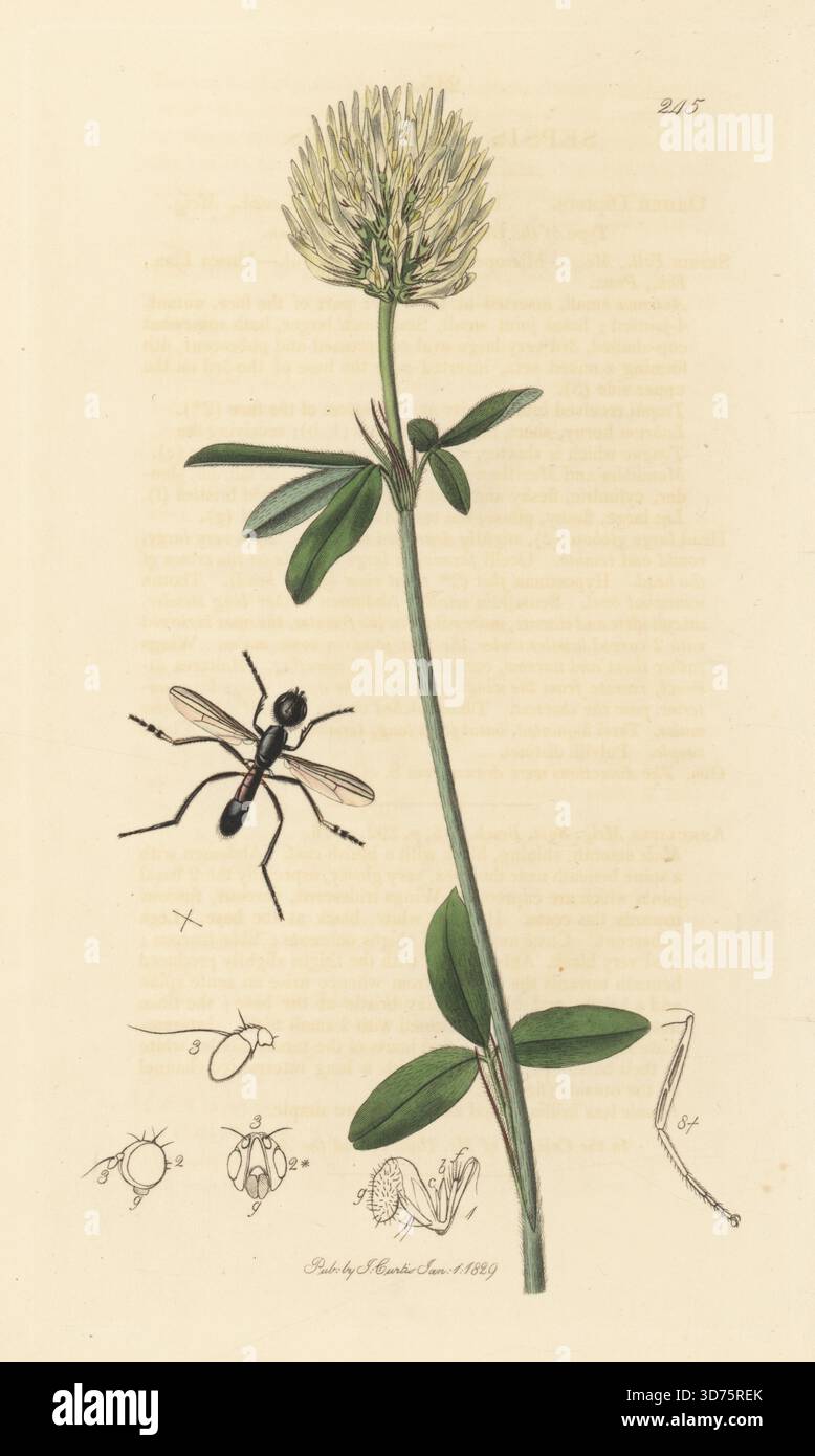 Sepsidenfliege, Themira annulipes (Sepsis annulipes) mit Schwefelklee, Trifolium ochroleucon subsp. Ochroleucon (Schwefeltrefoil, Trifolium ochroleucum). Handkoloriertes Kupferstich, gezeichnet und graviert von John Curtis für seine eigene britische Entomologie, als Illustrationen und Beschreibungen der Genera of Insects found in Great Britain and Ireland, London, 18289. John Curtis (1791–1862) war ein Entomologe, Illustrator, Kupferstecher und Verleger. Stockfoto