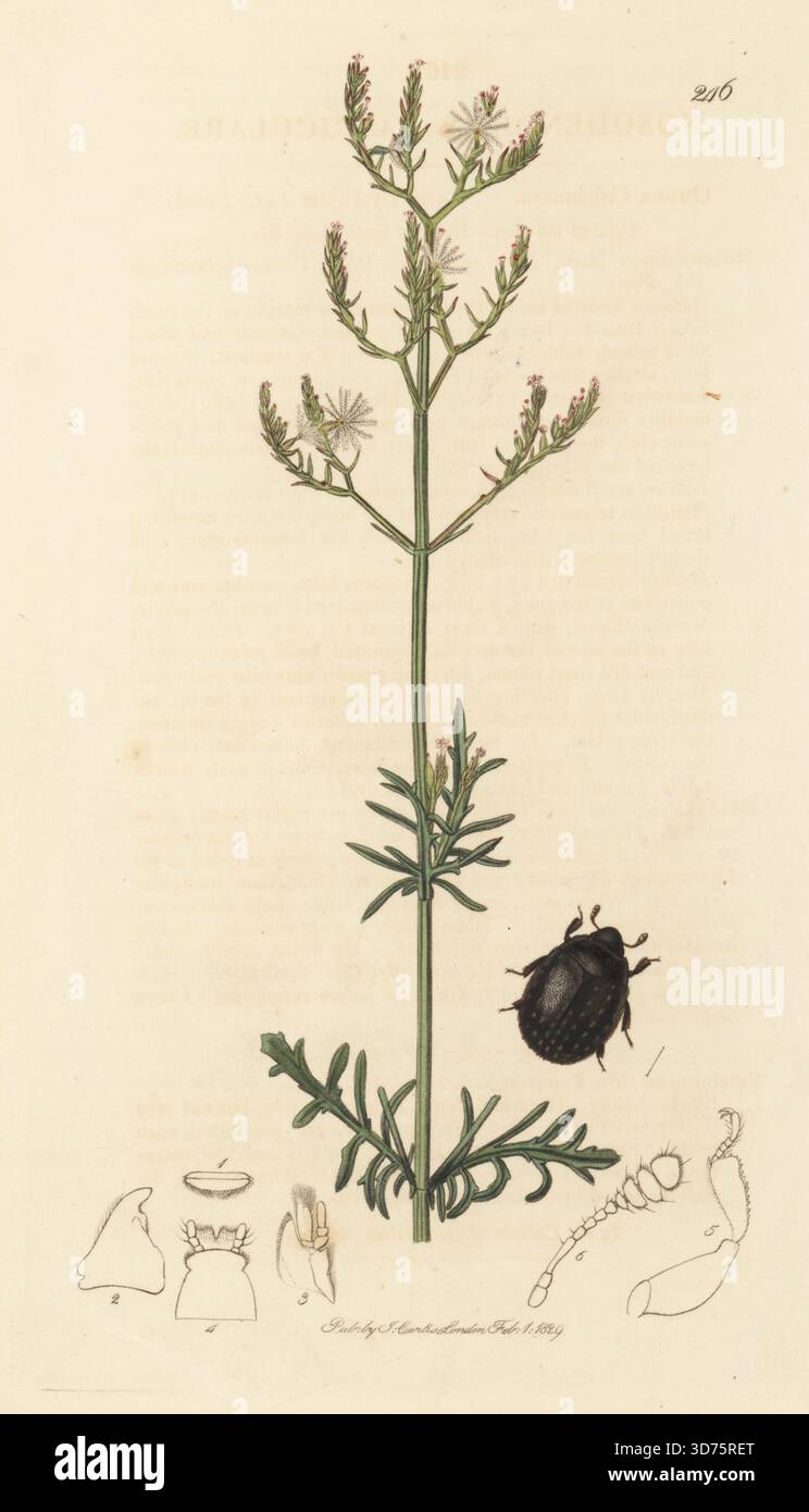 Wundbaumkäfer, Nosodendron fasciculare, mit jährlichem Baldrian, Centranthus calcitrapae (portugiesischer Baldrian, Valeriana calcitrapa). Handkoloriertes Kupferstich, gezeichnet und graviert von John Curtis für seine eigene britische Entomologie, als Illustrationen und Beschreibungen der Genera of Insects found in Great Britain and Ireland, London, 18289. John Curtis (1791–1862) war ein Entomologe, Illustrator, Kupferstecher und Verleger. Stockfoto