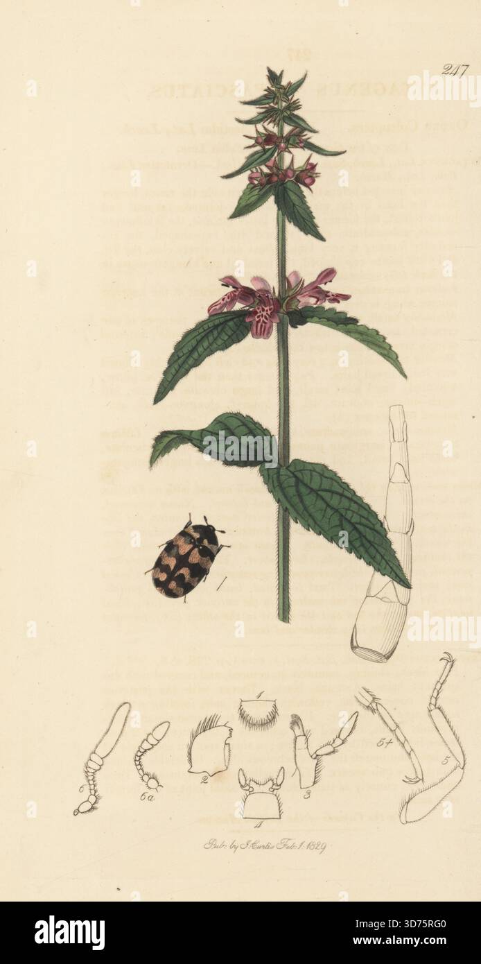 Teppichkäfer, Attagenus trifasciatus, mit Hecken- oder Sumpfwundkraut, Stachys palustris. Handkoloriertes Kupferstich, gezeichnet und graviert von John Curtis für seine eigene britische Entomologie, als Illustrationen und Beschreibungen der Genera of Insects found in Great Britain and Ireland, London, 18289. John Curtis (1791–1862) war ein Entomologe, Illustrator, Kupferstecher und Verleger. Stockfoto