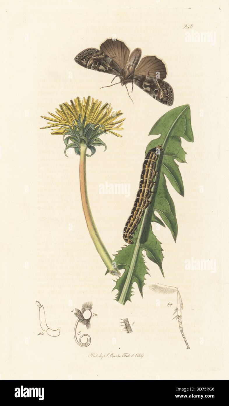 Große Brokatmotte oder große graue Pfeile und raupe, Eurois occulta (Polia occulta) mit Löwenzahn, Taraxacum officinale (Leontodon taraxacum). Handkoloriertes Kupferstich, gezeichnet und graviert von John Curtis für seine eigene britische Entomologie, als Illustrationen und Beschreibungen der Genera of Insects found in Great Britain and Ireland, London, 18289. John Curtis (1791–1862) war ein Entomologe, Illustrator, Kupferstecher und Verleger. Stockfoto