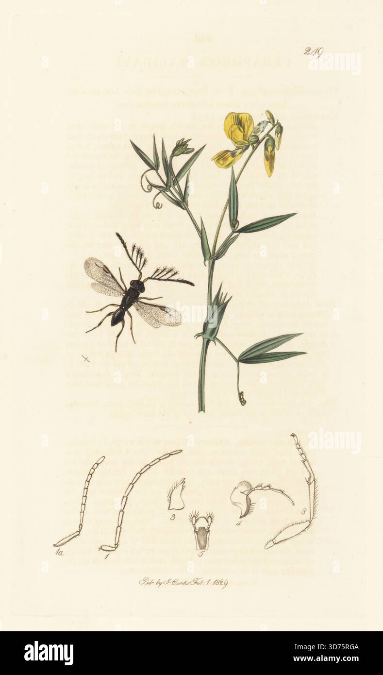 Ceraphronoidwespe, Dendrocerus halidayi (Ceraphron halidaye) mit Gelberbsen- oder Wiesenbeete, Lathyrus pratensis. Handkoloriertes Kupferstich, gezeichnet und graviert von John Curtis für seine eigene britische Entomologie, als Illustrationen und Beschreibungen der Genera of Insects found in Great Britain and Ireland, London, 18289. John Curtis (1791–1862) war ein Entomologe, Illustrator, Kupferstecher und Verleger. Stockfoto