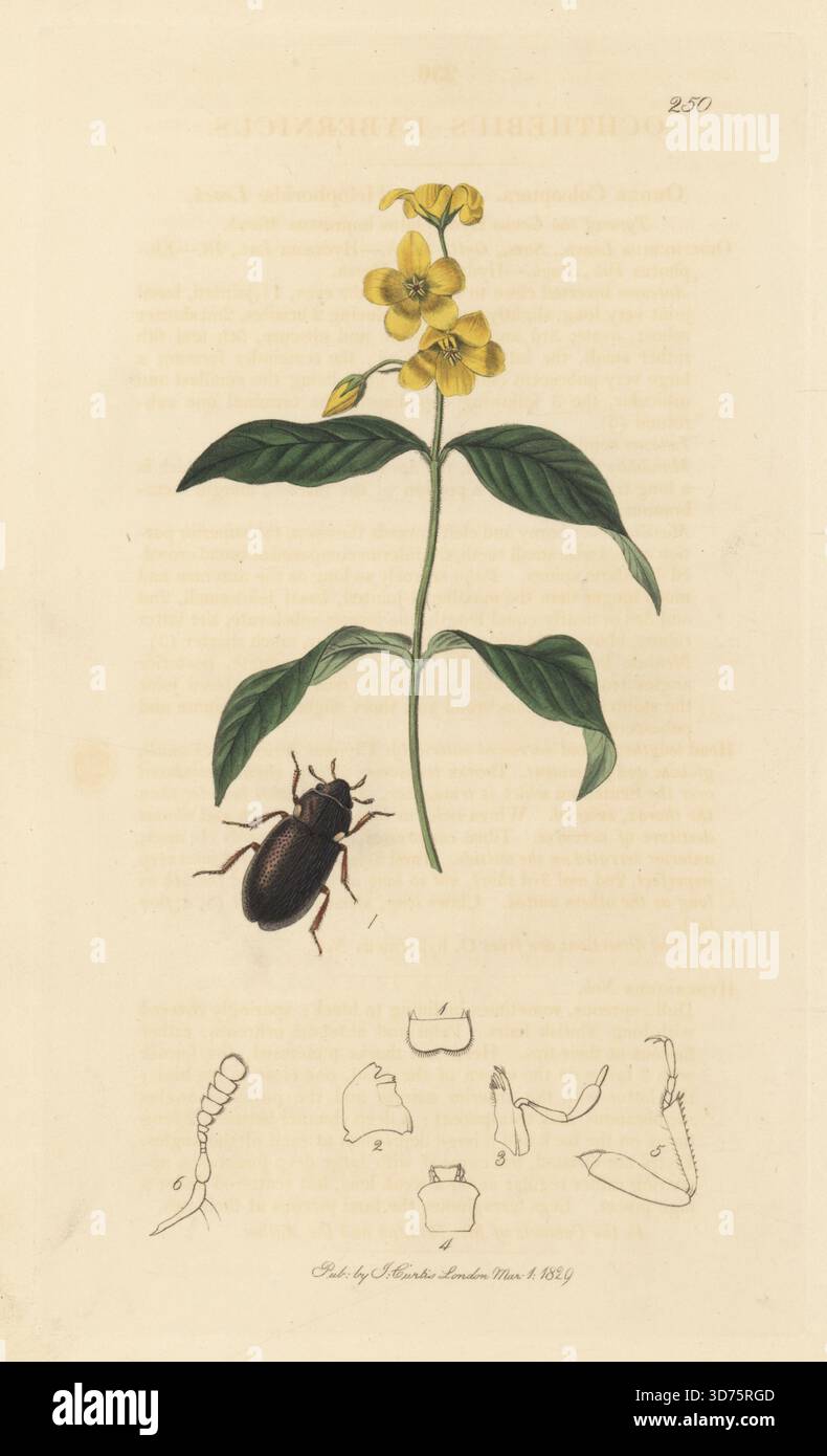 Mooskäfer, Ochthebius punctatus (Ochthebius hybernicus) mit gelbem Loosestrife, Lysimachia vulgaris. Handkoloriertes Kupferstich, gezeichnet und graviert von John Curtis für seine eigene britische Entomologie, als Illustrationen und Beschreibungen der Genera of Insects found in Great Britain and Ireland, London, 18289. John Curtis (1791–1862) war ein Entomologe, Illustrator, Kupferstecher und Verleger. Stockfoto