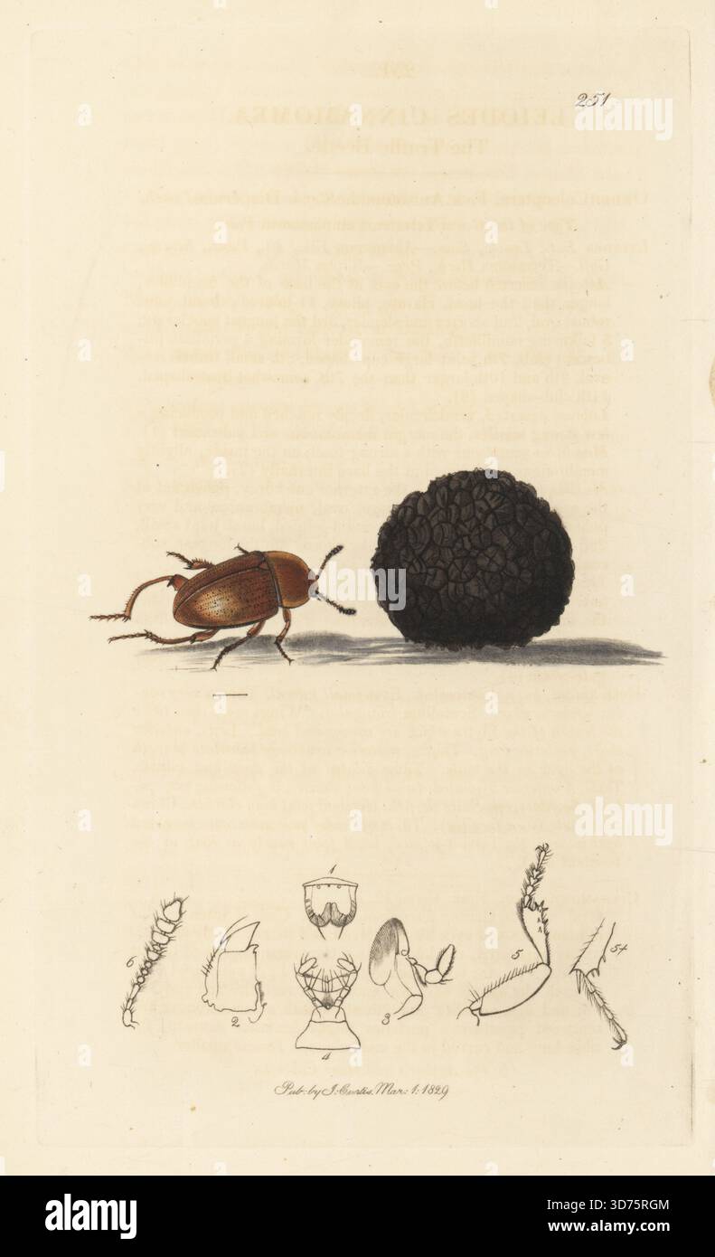 Trüffelkäfer, Leiodes cinnamomea, mit schwarzem Trüffel, Tuber melanosporum (Trüffel, Tuber cibarium). Handkoloriertes Kupferstich, gezeichnet und graviert von John Curtis für seine eigene britische Entomologie, als Illustrationen und Beschreibungen der Genera of Insects found in Great Britain and Ireland, London, 18289. John Curtis (1791–1862) war ein Entomologe, Illustrator, Kupferstecher und Verleger. Stockfoto
