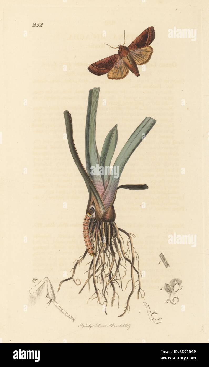 Rosiger rustikaler Motten- oder Kartoffelstielbohrer, Hydraecia micacea (Gortyna micacea), mit raupenbohrung im Stiel einer Seggenpflanze, Cyperaceae. Handkoloriertes Kupferstich, gezeichnet und graviert von John Curtis für seine eigene britische Entomologie, als Illustrationen und Beschreibungen der Genera of Insects found in Great Britain and Ireland, London, 18289. John Curtis (1791–1862) war ein Entomologe, Illustrator, Kupferstecher und Verleger. Stockfoto