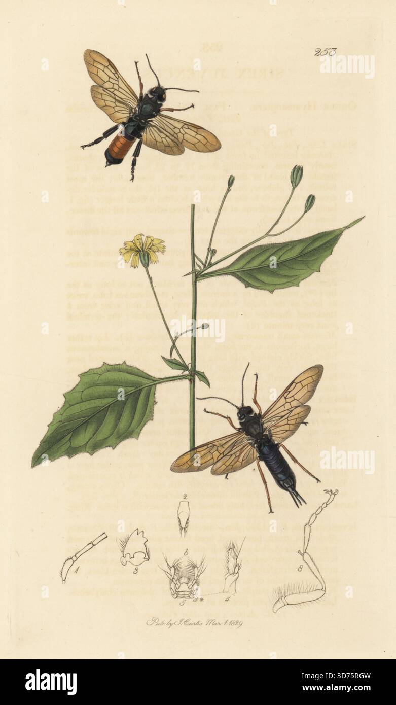 Blauer Hainschwanz oder stahlblauer Holzwespe, Sirex juvencus, mit gewöhnlichem Brustwarzenkraut, Lapsana communis. Handkoloriertes Kupferstich, gezeichnet und graviert von John Curtis für seine eigene britische Entomologie, als Illustrationen und Beschreibungen der Genera of Insects found in Great Britain and Ireland, London, 18289. John Curtis (1791–1862) war ein Entomologe, Illustrator, Kupferstecher und Verleger. Stockfoto