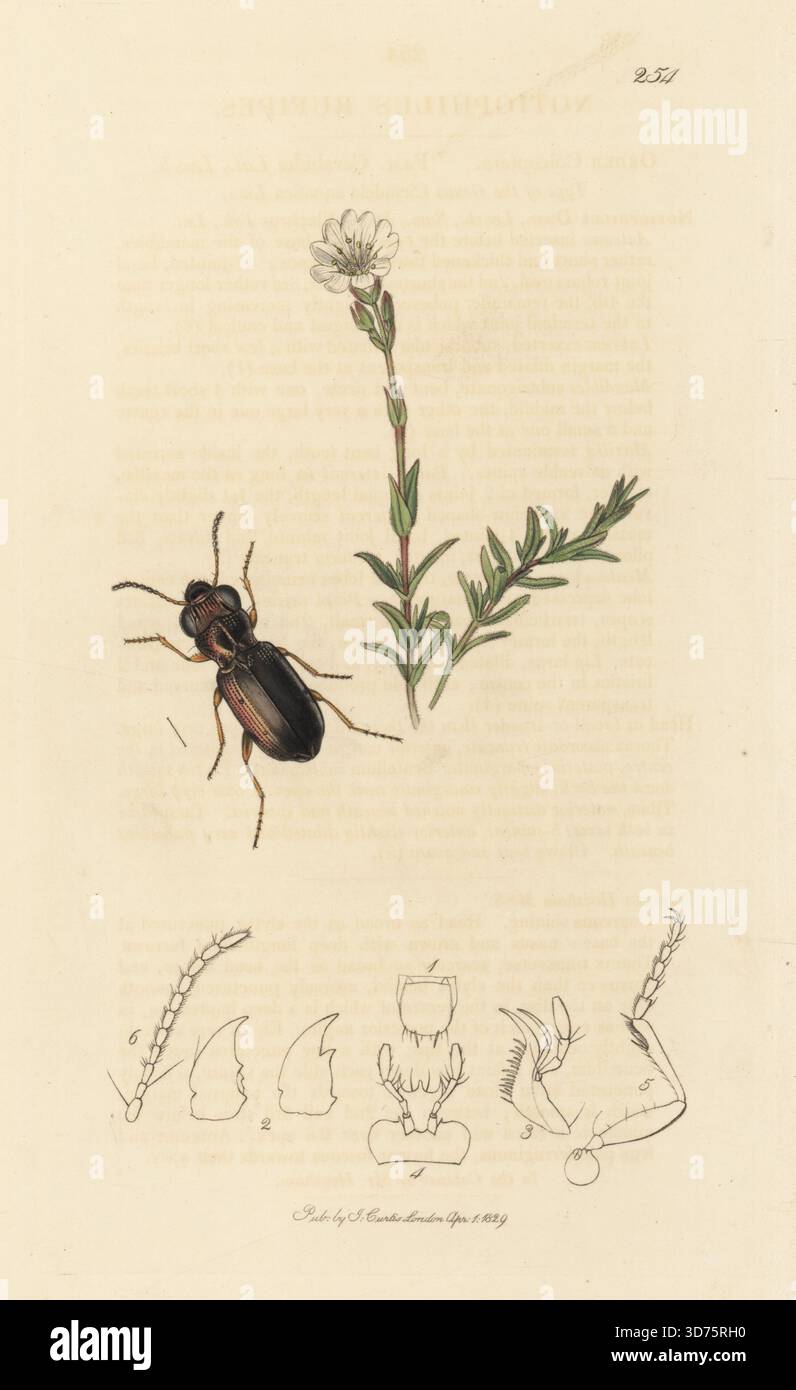 Rufusbeiniger Großaugenkäfer, Notiophilus rufipes, mit Feldkicherkraut oder Maismaus-Ohr, Cerastium arvense. Handkoloriertes Kupferstich, gezeichnet und graviert von John Curtis für seine eigene britische Entomologie, als Illustrationen und Beschreibungen der Genera of Insects found in Great Britain and Ireland, London, 18289. John Curtis (1791–1862) war ein Entomologe, Illustrator, Kupferstecher und Verleger. Stockfoto