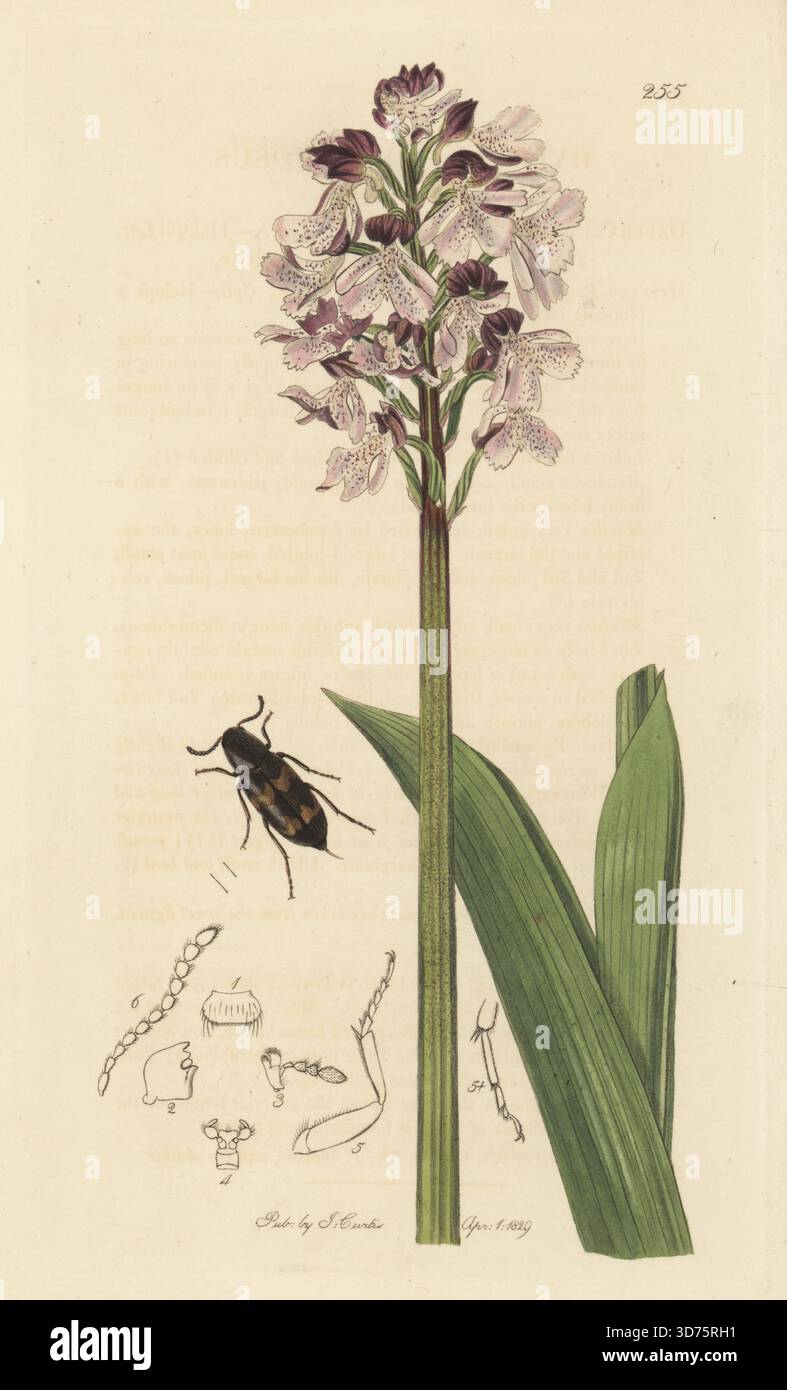 Falscher Dunkelkäfer, Abdera biflexuosa (Hypulus biflexuosus) mit Orchidee, Orchis purpurea (braune orchis, Orchis fusca). Handkoloriertes Kupferstich, gezeichnet und graviert von John Curtis für seine eigene britische Entomologie, als Illustrationen und Beschreibungen der Genera of Insects found in Great Britain and Ireland, London, 18289. John Curtis (1791–1862) war ein Entomologe, Illustrator, Kupferstecher und Verleger. Stockfoto