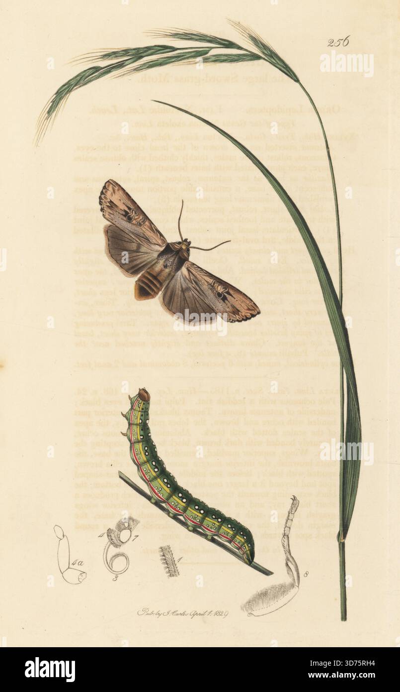 Schwertgras-Motte, Xylena exsoleta, mit raupe und dünnem, falschem Besengras, Brachypodium sylvaticum. Große Schwertgras-Motte, Xylina exoleta, schlankes Holz-Bromus sylvaticus. Handkoloriertes Kupferstich, gezeichnet und graviert von John Curtis für seine eigene britische Entomologie, als Illustrationen und Beschreibungen der Genera of Insects found in Great Britain and Ireland, London, 18289. John Curtis (1791–1862) war ein Entomologe, Illustrator, Kupferstecher und Verleger. Stockfoto