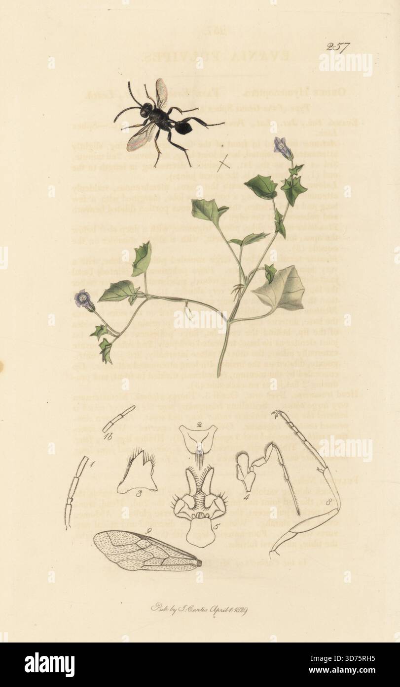 Fähnrich Wespe, Brachygaster minutus (Evania fulvipes), Efeublättrige Glockenblume, Hesperocodon hederaceus (Campanula hederacea). Handkoloriertes Kupferstich, gezeichnet und graviert von John Curtis für seine eigene britische Entomologie, als Illustrationen und Beschreibungen der Genera of Insects found in Great Britain and Ireland, London, 18289. John Curtis (1791–1862) war ein Entomologe, Illustrator, Kupferstecher und Verleger. Stockfoto