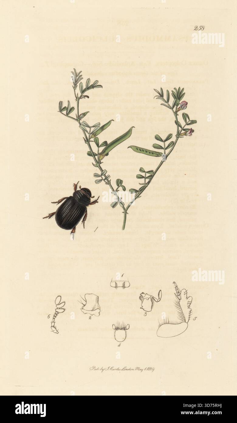 Aphodiine Dungkäfer, Psammodius asper (Psammodius sulcicollis), mit Federwicke oder Strangtare, Vicia lathyroides. Handkoloriertes Kupferstich, gezeichnet und graviert von John Curtis für seine eigene britische Entomologie, als Illustrationen und Beschreibungen der Genera of Insects found in Great Britain and Ireland, London, 18289. John Curtis (1791–1862) war ein Entomologe, Illustrator, Kupferstecher und Verleger. Stockfoto