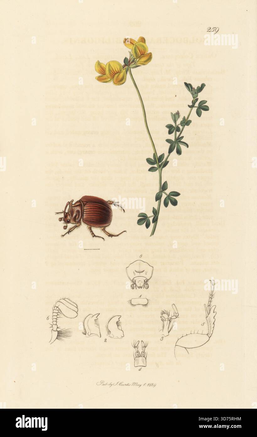 Viele gehörnte Schabenkäfer, Odonteus Armiger (Bolboceras mobilicornis), mit gewöhnlichem Vogelfuß-Trefoil oder Klee, Lotus corniculatus. Handkoloriertes Kupferstich, gezeichnet und graviert von John Curtis für seine eigene britische Entomologie, als Illustrationen und Beschreibungen der Genera of Insects found in Great Britain and Ireland, London, 18289. John Curtis (1791–1862) war ein Entomologe, Illustrator, Kupferstecher und Verleger. Stockfoto