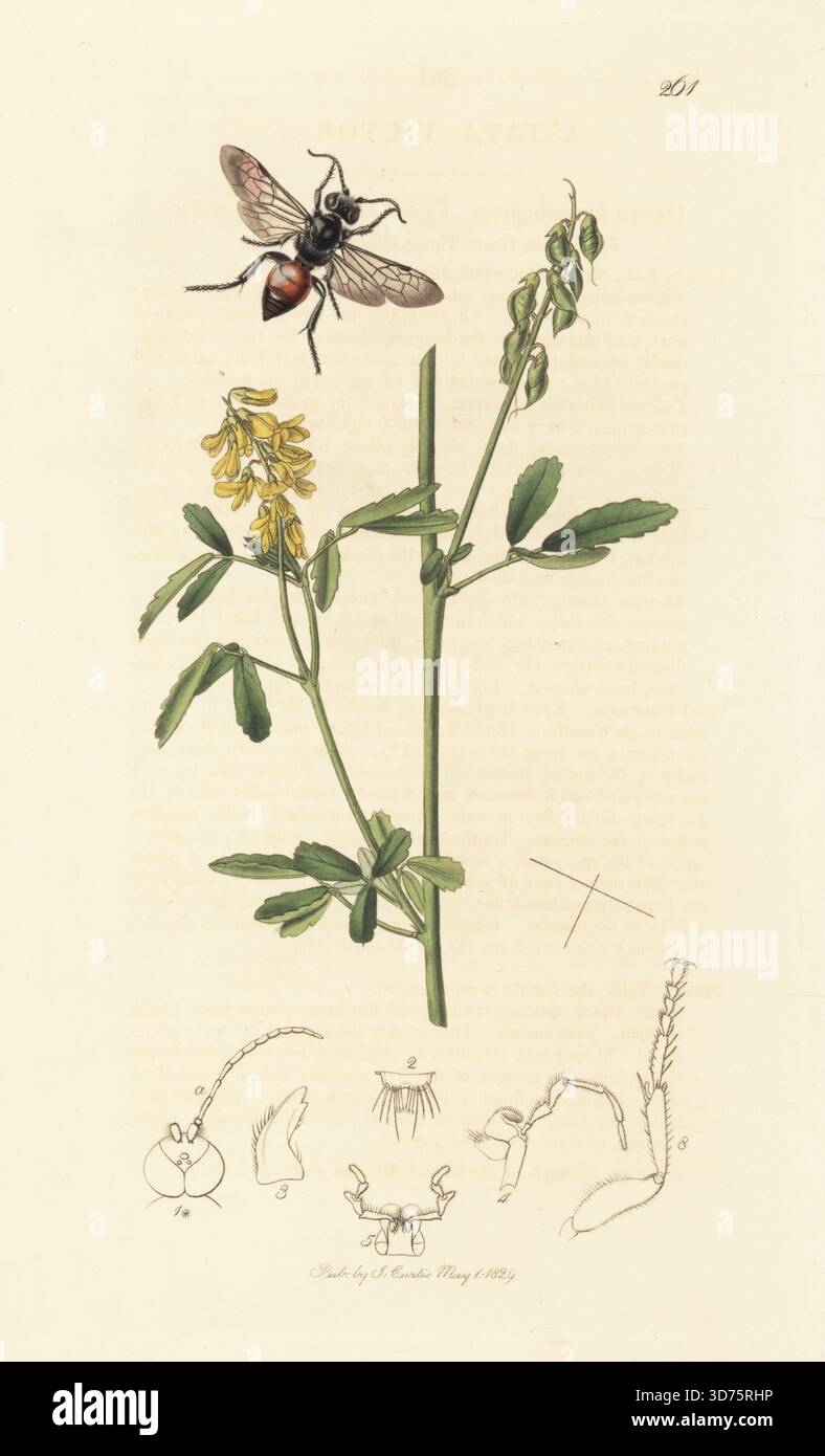 Solitärwespe, Astata Boops (Astata victor), mit Melilot, Melilotus officinalis (Melilot Trefoil, Trifolium officinale). Handkoloriertes Kupferstich, gezeichnet und graviert von John Curtis für seine eigene britische Entomologie, als Illustrationen und Beschreibungen der Genera of Insects found in Great Britain and Ireland, London, 18289. John Curtis (1791–1862) war ein Entomologe, Illustrator, Kupferstecher und Verleger. Stockfoto