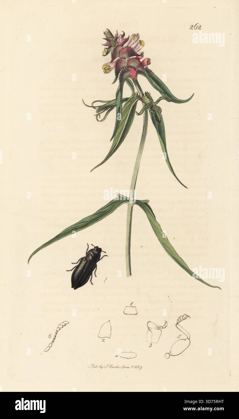 Metallischer Holzkäfer, Aphanisticus pusillus, mit Kuhweizen, Melampyrum cristatum. Handkoloriertes Kupferstich, gezeichnet und graviert von John Curtis für seine eigene britische Entomologie, als Illustrationen und Beschreibungen der Genera of Insects found in Great Britain and Ireland, London, 18289. John Curtis (1791–1862) war ein Entomologe, Illustrator, Kupferstecher und Verleger. Stockfoto