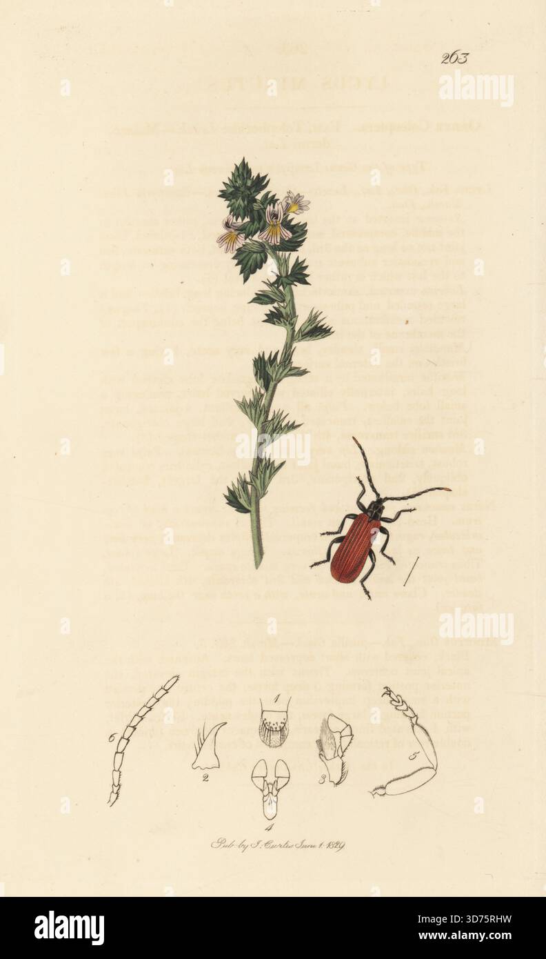 Schwarzhals-lycus-Käfer, Platycis minutus (Lycus minutus), mit gemeinem Augenlicht, Euphrasia officinalis. Handkoloriertes Kupferstich, gezeichnet und graviert von John Curtis für seine eigene britische Entomologie, als Illustrationen und Beschreibungen der Genera of Insects found in Great Britain and Ireland, London, 18289. John Curtis (1791–1862) war ein Entomologe, Illustrator, Kupferstecher und Verleger. Stockfoto