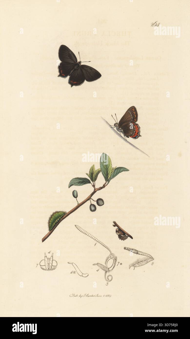 Schwarzer Haarsträhnen-Schmetterling, Fixsenia pruni (Thecla pruni, Satyrium pruni). Handkoloriertes Kupferstich, gezeichnet und graviert von John Curtis für seine eigene britische Entomologie, als Illustrationen und Beschreibungen der Genera of Insects found in Great Britain and Ireland, London, 18289. John Curtis (1791–1862) war ein Entomologe, Illustrator, Kupferstecher und Verleger. Stockfoto