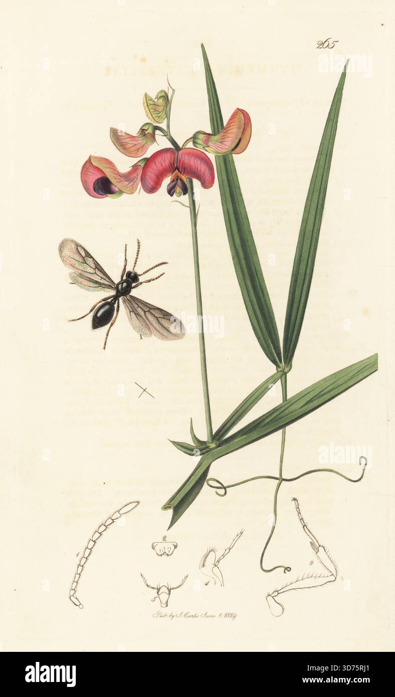 Grasameise, Myrmecina graminicola (Myrmecina latreillii), mit ewiger Erbse oder wildem lathyrus, Lathyrus sylvestris. Handkoloriertes Kupferstich, gezeichnet und graviert von John Curtis für seine eigene britische Entomologie, als Illustrationen und Beschreibungen der Genera of Insects found in Great Britain and Ireland, London, 18289. John Curtis (1791–1862) war ein Entomologe, Illustrator, Kupferstecher und Verleger. Stockfoto