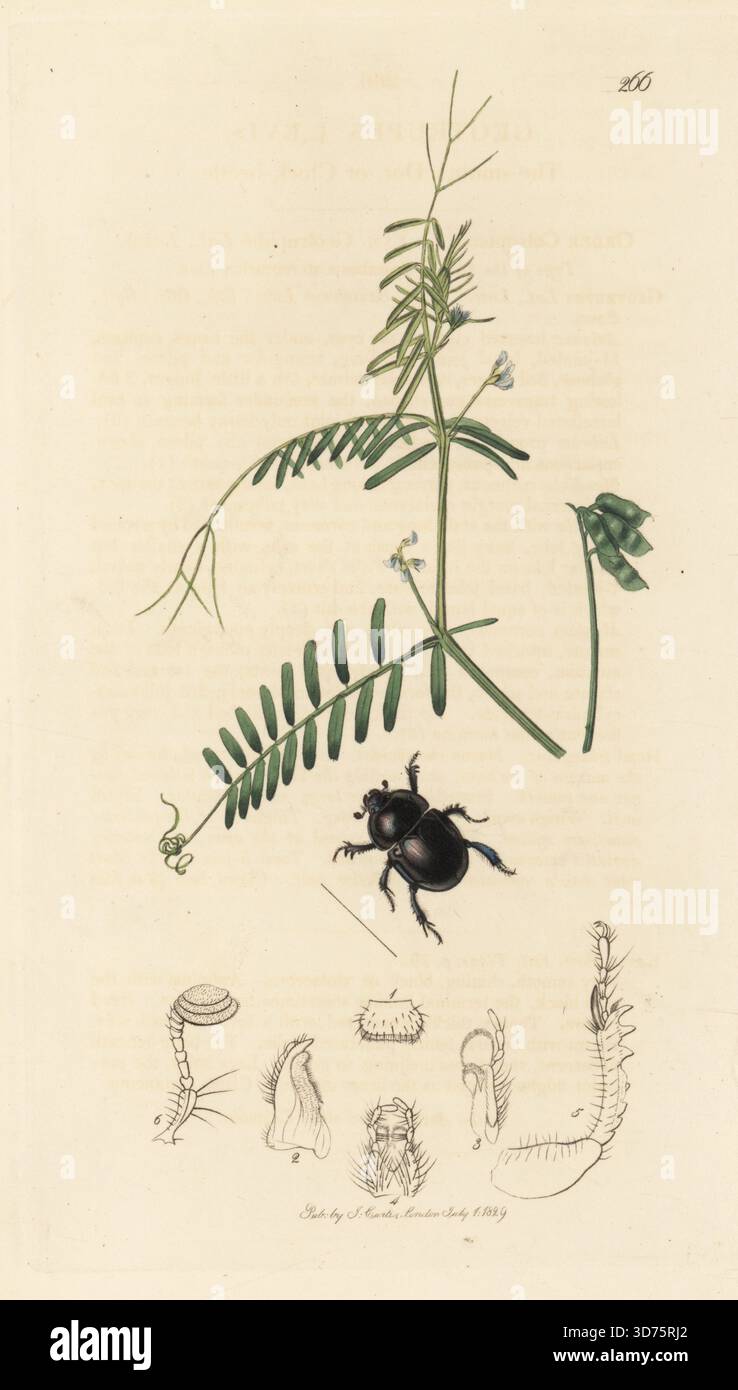 Frühlingsdumbledor Dungkäfer oder Frühlingsdorkäfer, Trypocopris vernalis, mit haariger Wicke, Vicia hirsuta. Glatter Dor- oder Uhrkäfer, Geotrupes laevis, mit haarigem Tare, Ervum hirsutum. Handkoloriertes Kupferstich, gezeichnet und graviert von John Curtis für seine eigene britische Entomologie, als Illustrationen und Beschreibungen der Genera of Insects found in Great Britain and Ireland, London, 18289. John Curtis (1791–1862) war ein Entomologe, Illustrator, Kupferstecher und Verleger. Stockfoto