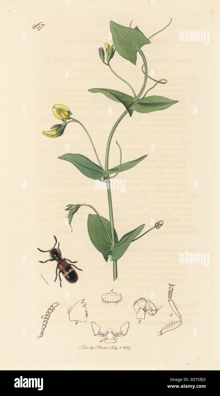 Karierter Käfer, Tilloidea unifasciata (Tillus unifasciatus), mit gelber Wicke oder gelber lathyrus, Lathyrus aphaca. Handkoloriertes Kupferstich, gezeichnet und graviert von John Curtis für seine eigene britische Entomologie, als Illustrationen und Beschreibungen der Genera of Insects found in Great Britain and Ireland, London, 18289. John Curtis (1791–1862) war ein Entomologe, Illustrator, Kupferstecher und Verleger. Stockfoto