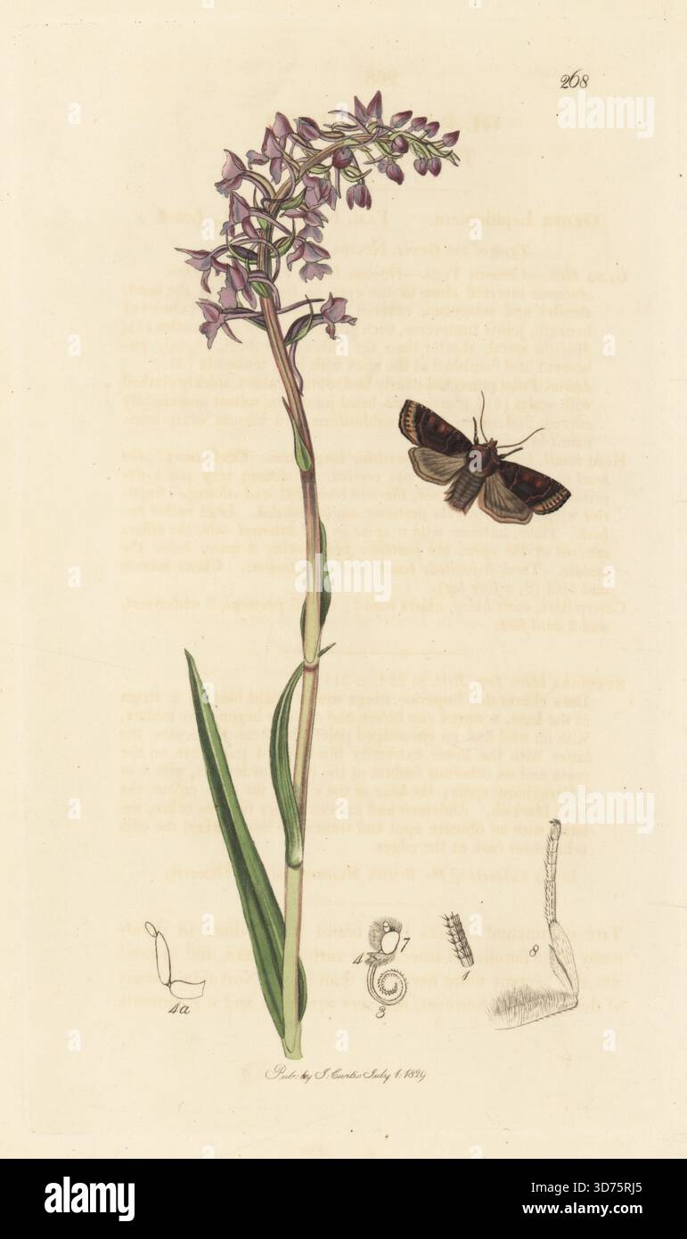 Schwarze Kastanienmotte, Conistra ligula (Glaea subnigra), mit duftender Orchidee, Gymnadenia conopsea (Rothändeorchidee, Orchis conopsea). Handkoloriertes Kupferstich, gezeichnet und graviert von John Curtis für seine eigene britische Entomologie, als Illustrationen und Beschreibungen der Genera of Insects found in Great Britain and Ireland, London, 18289. John Curtis (1791–1862) war ein Entomologe, Illustrator, Kupferstecher und Verleger. Stockfoto
