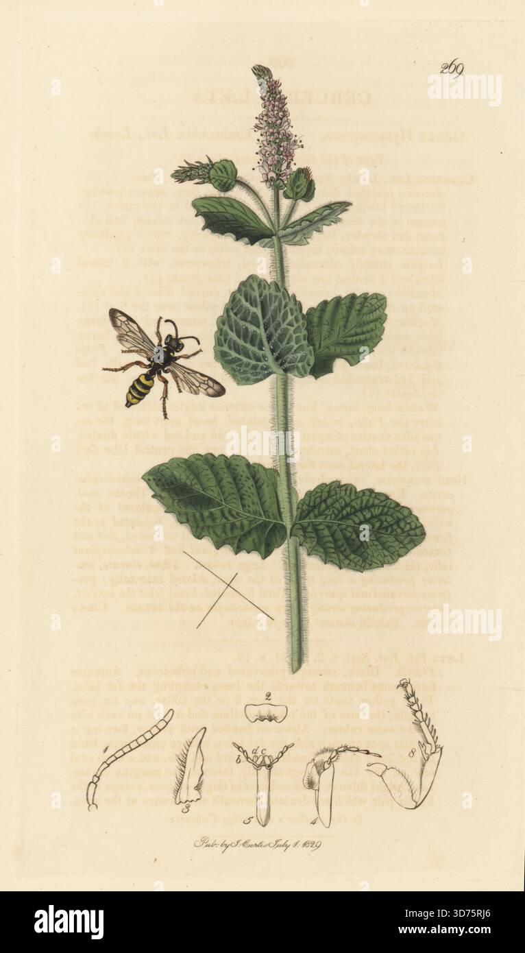 Wespenart, Cerceris laeta, mit Apfelminze, Mentha suaveolens (runde Minze, Mentha rotundifolia). Handkoloriertes Kupferstich, gezeichnet und graviert von John Curtis für seine eigene britische Entomologie, als Illustrationen und Beschreibungen der Genera of Insects found in Great Britain and Ireland, London, 18289. John Curtis (1791–1862) war ein Entomologe, Illustrator, Kupferstecher und Verleger. Stockfoto