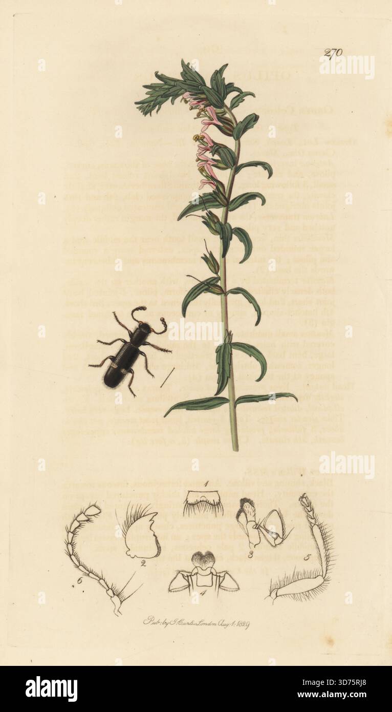 Käfer, Tarsostenus univittatus (Opilus fasciatus), mit roter Bartsie, Odontites vulgaris subsp. Vulgaris (Bartsia odontites). Handkoloriertes Kupferstich, gezeichnet und graviert von John Curtis für seine eigene britische Entomologie, als Illustrationen und Beschreibungen der Genera of Insects found in Great Britain and Ireland, London, 18289. John Curtis (1791–1862) war ein Entomologe, Illustrator, Kupferstecher und Verleger. Stockfoto