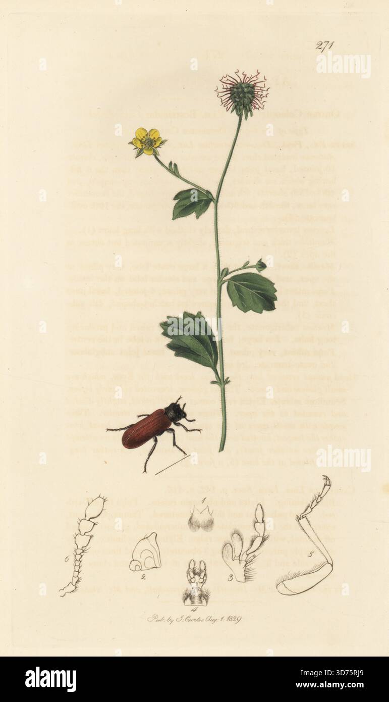 Falscher Pulverpostkäfer, Xylopsocus capucinus (Apate capucinus), mit gemeiner Avene, Geum urbanum. Handkoloriertes Kupferstich, gezeichnet und graviert von John Curtis für seine eigene britische Entomologie, als Illustrationen und Beschreibungen der Genera of Insects found in Great Britain and Ireland, London, 18289. John Curtis (1791–1862) war ein Entomologe, Illustrator, Kupferstecher und Verleger. Stockfoto