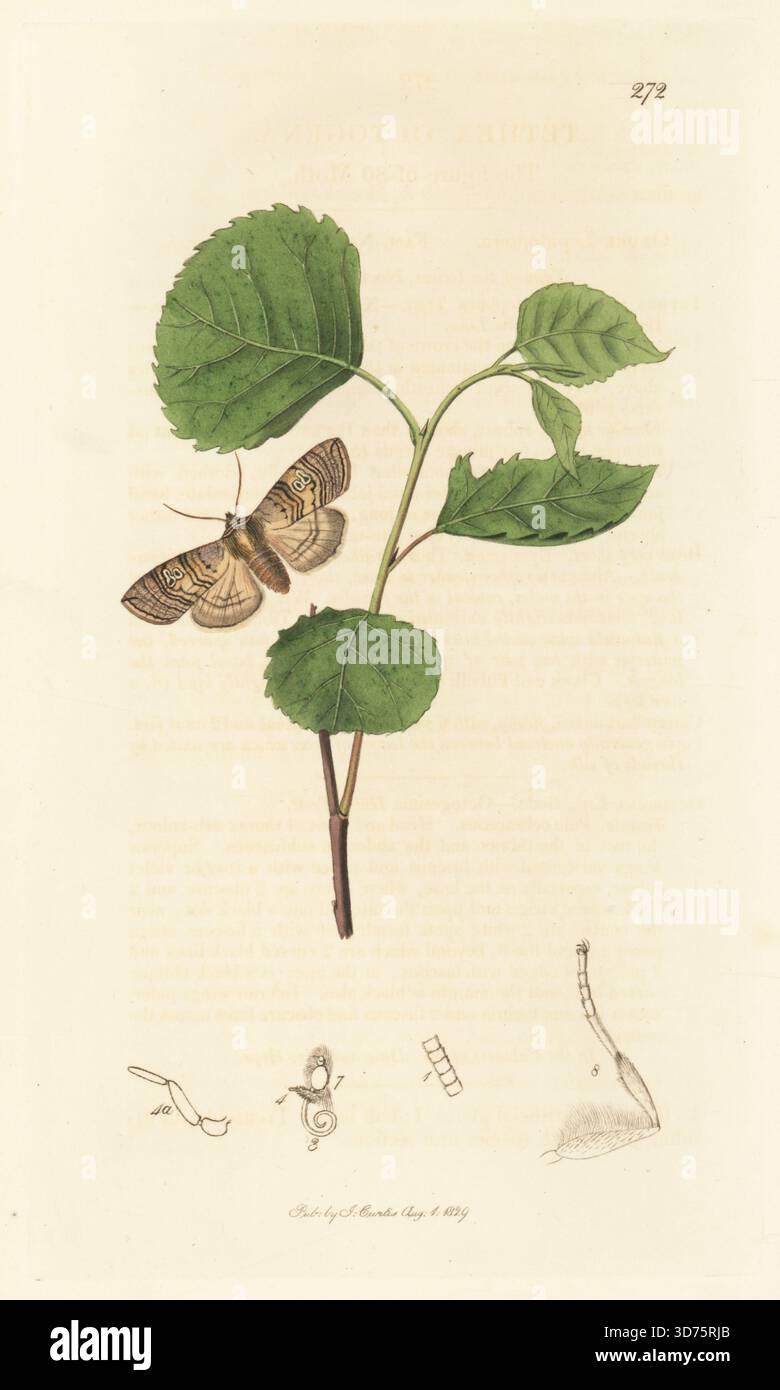 Figur von 80 Motten oder 80 Motten, falsche Eulenmotten, Tethea ocularis (Tethea octogena). Handkoloriertes Kupferstich, gezeichnet und graviert von John Curtis für seine eigene britische Entomologie, als Illustrationen und Beschreibungen der Genera of Insects found in Great Britain and Ireland, London, 18289. John Curtis (1791–1862) war ein Entomologe, Illustrator, Kupferstecher und Verleger. Stockfoto