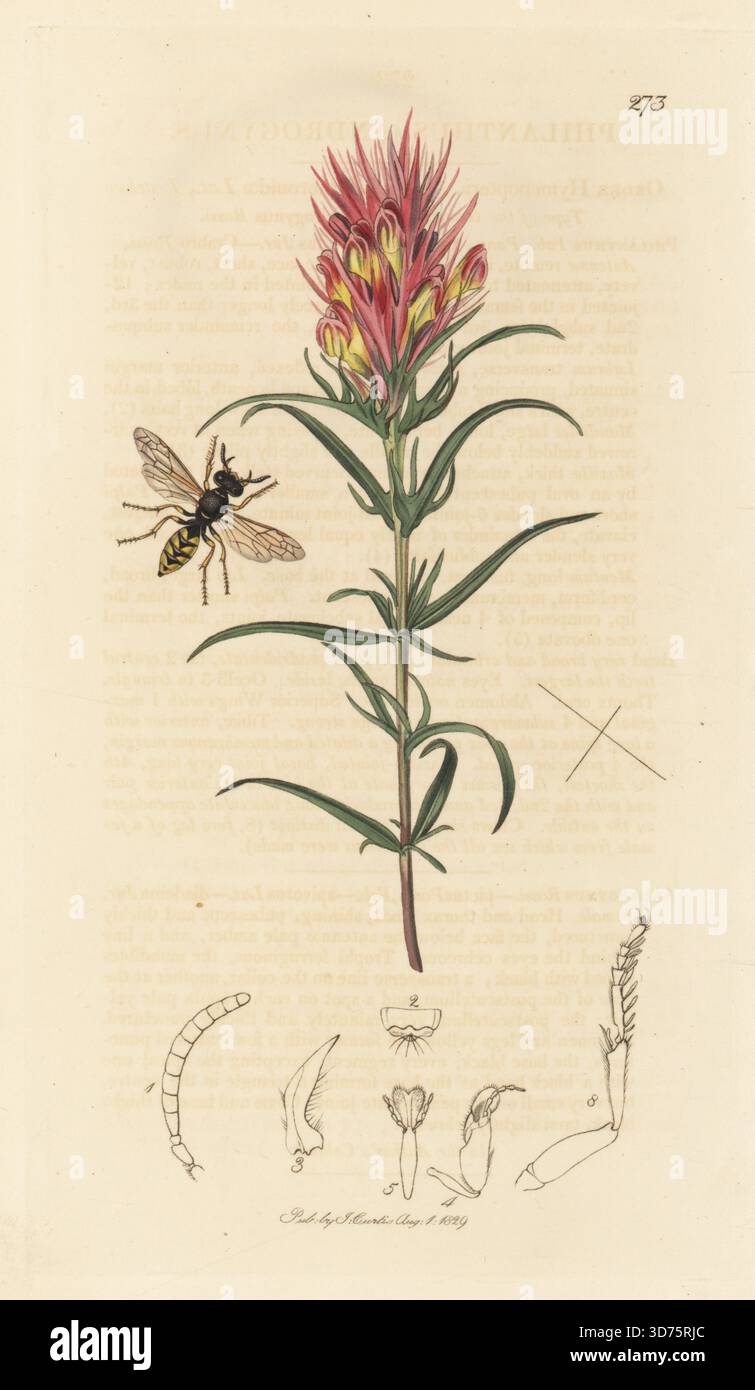 Bienenwolf, Philanthus triangulum (Philanthus androgynus) mit violettem oder Feldkuhweizen, Melampyrum arvense. Handkoloriertes Kupferstich, gezeichnet und graviert von John Curtis für seine eigene britische Entomologie, als Illustrationen und Beschreibungen der Genera of Insects found in Great Britain and Ireland, London, 18289. John Curtis (1791–1862) war ein Entomologe, Illustrator, Kupferstecher und Verleger. Stockfoto