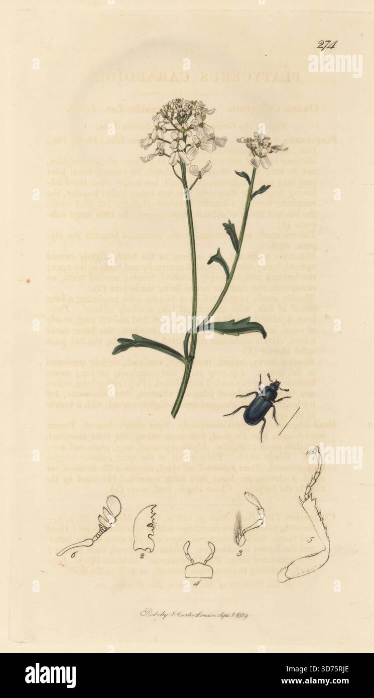 Hirschkäfer, Platycerus caraboides, mit bitterem oder jährlichem Zuckerrohr, Iberis amara. Handkoloriertes Kupferstich, gezeichnet und graviert von John Curtis für seine eigene britische Entomologie, als Illustrationen und Beschreibungen der Genera of Insects found in Great Britain and Ireland, London, 18289. John Curtis (1791–1862) war ein Entomologe, Illustrator, Kupferstecher und Verleger. Stockfoto