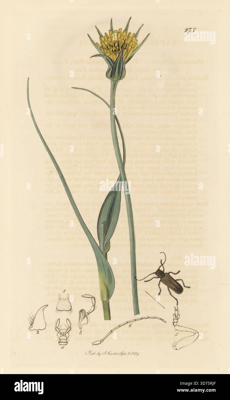 Linden-Borer-Käfer, Saperda vestita (Saperda atkinsoni), mit gelbem Ziegenbart Tragopogon pratensis. Handkoloriertes Kupferstich, gezeichnet und graviert von John Curtis für seine eigene britische Entomologie, als Illustrationen und Beschreibungen der Genera of Insects found in Great Britain and Ireland, London, 18289. John Curtis (1791–1862) war ein Entomologe, Illustrator, Kupferstecher und Verleger. Stockfoto