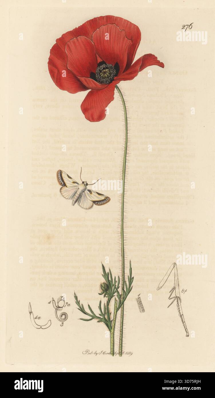 Brixton Schönheitsmotte, Acontia nitidula (Acontia catena), mit gemeinem roten Mohn, Papaver rhoeas. Handkoloriertes Kupferstich, gezeichnet und graviert von John Curtis für seine eigene britische Entomologie, als Illustrationen und Beschreibungen der Genera of Insects found in Great Britain and Ireland, London, 18289. John Curtis (1791–1862) war ein Entomologe, Illustrator, Kupferstecher und Verleger. Stockfoto