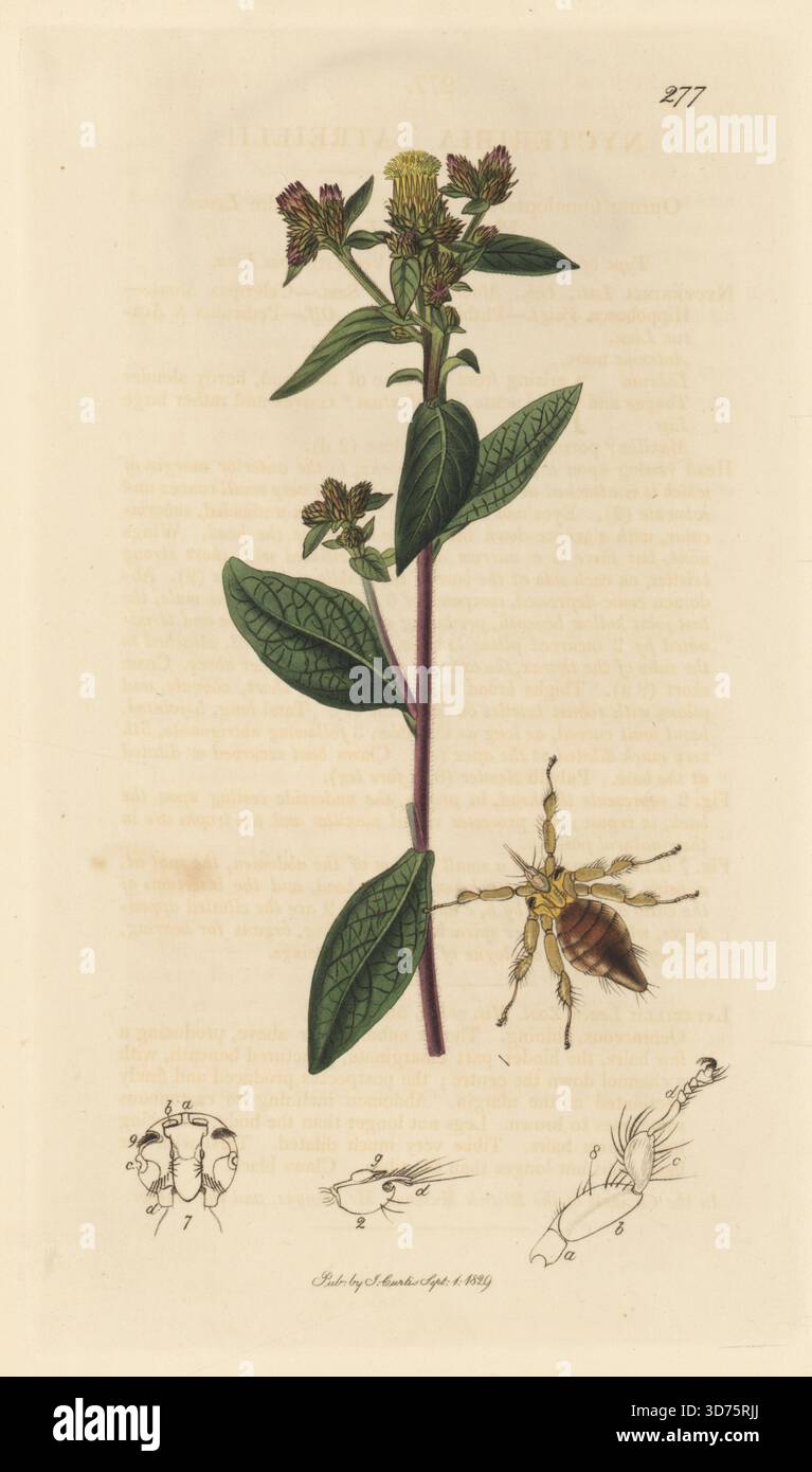 Kleine Fledermauslaus, Nycteribia kolenatii (Nycteribia latreillii), mit Pflugstiel, Pentanema squarrosum (großer Flohfluch, Conyza squarrosa). Handkoloriertes Kupferstich, gezeichnet und graviert von John Curtis für seine eigene britische Entomologie, als Illustrationen und Beschreibungen der Genera of Insects found in Great Britain and Ireland, London, 18289. John Curtis (1791–1862) war ein Entomologe, Illustrator, Kupferstecher und Verleger. Stockfoto