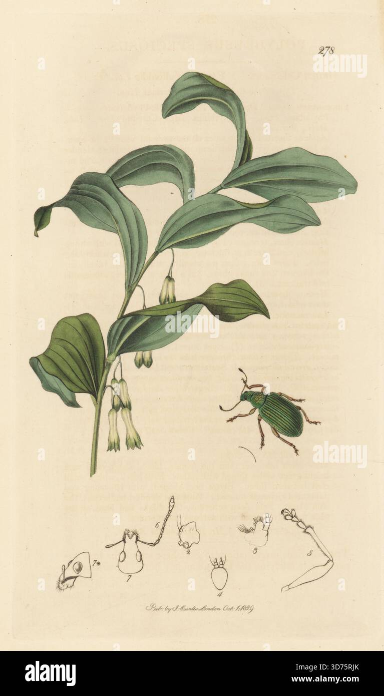 Weevil-Art, Polydrusus formosus (Polydrusus speciosus), mit gemeiner Salomonsche Dichtung, Polygonatum multiflorum (Convallara multiflora). Handkoloriertes Kupferstich, gezeichnet und graviert von John Curtis für seine eigene britische Entomologie, als Illustrationen und Beschreibungen der Genera of Insects found in Great Britain and Ireland, London, 18289. John Curtis (1791–1862) war ein Entomologe, Illustrator, Kupferstecher und Verleger. Stockfoto