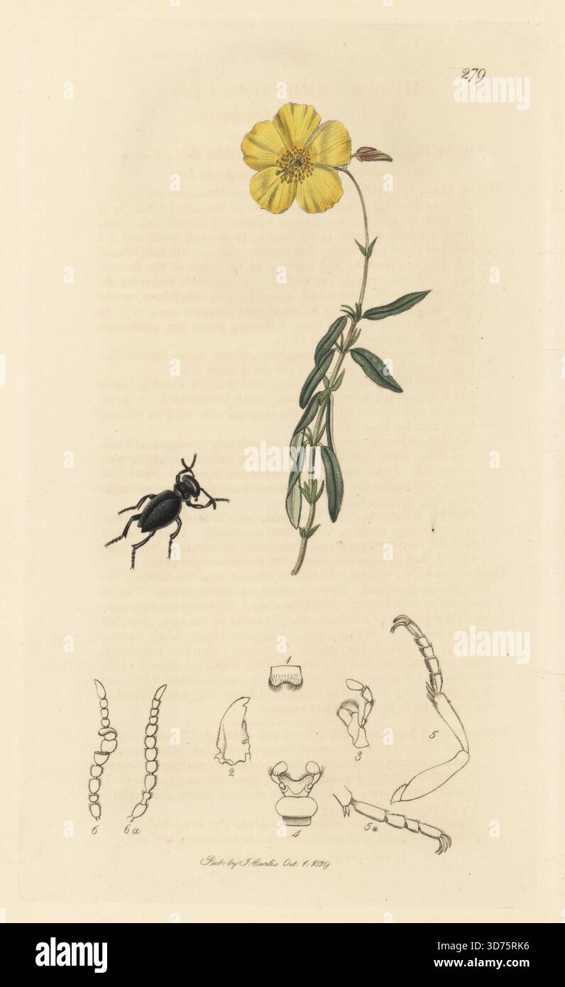 Kurzhalsölkäfer, Meloe brevicollis, mit gemeiner Felsenrose, Helianthemum nummularium subsp. Obscurum Zwergzistus, Cistus helianthemum. Handkoloriertes Kupferstich, gezeichnet und graviert von John Curtis für seine eigene britische Entomologie, als Illustrationen und Beschreibungen der Genera of Insects found in Great Britain and Ireland, London, 18289. John Curtis (1791–1862) war ein Entomologe, Illustrator, Kupferstecher und Verleger. Stockfoto