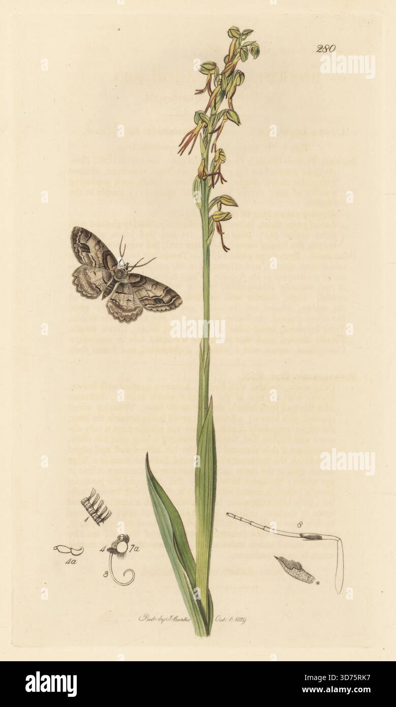 Vierkantmotte oder gebrannter Quadrat-Fleck, Paradarisa consonaria (Boarmia tetragonaria), mit Orchidee des Mannes, Orchis anthropophora (grüne man-orchis, Ophrys anthropophora). Handkoloriertes Kupferstich, gezeichnet und graviert von John Curtis für seine eigene britische Entomologie, als Illustrationen und Beschreibungen der Genera of Insects found in Great Britain and Ireland, London, 18289. John Curtis (1791–1862) war ein Entomologe, Illustrator, Kupferstecher und Verleger. Stockfoto