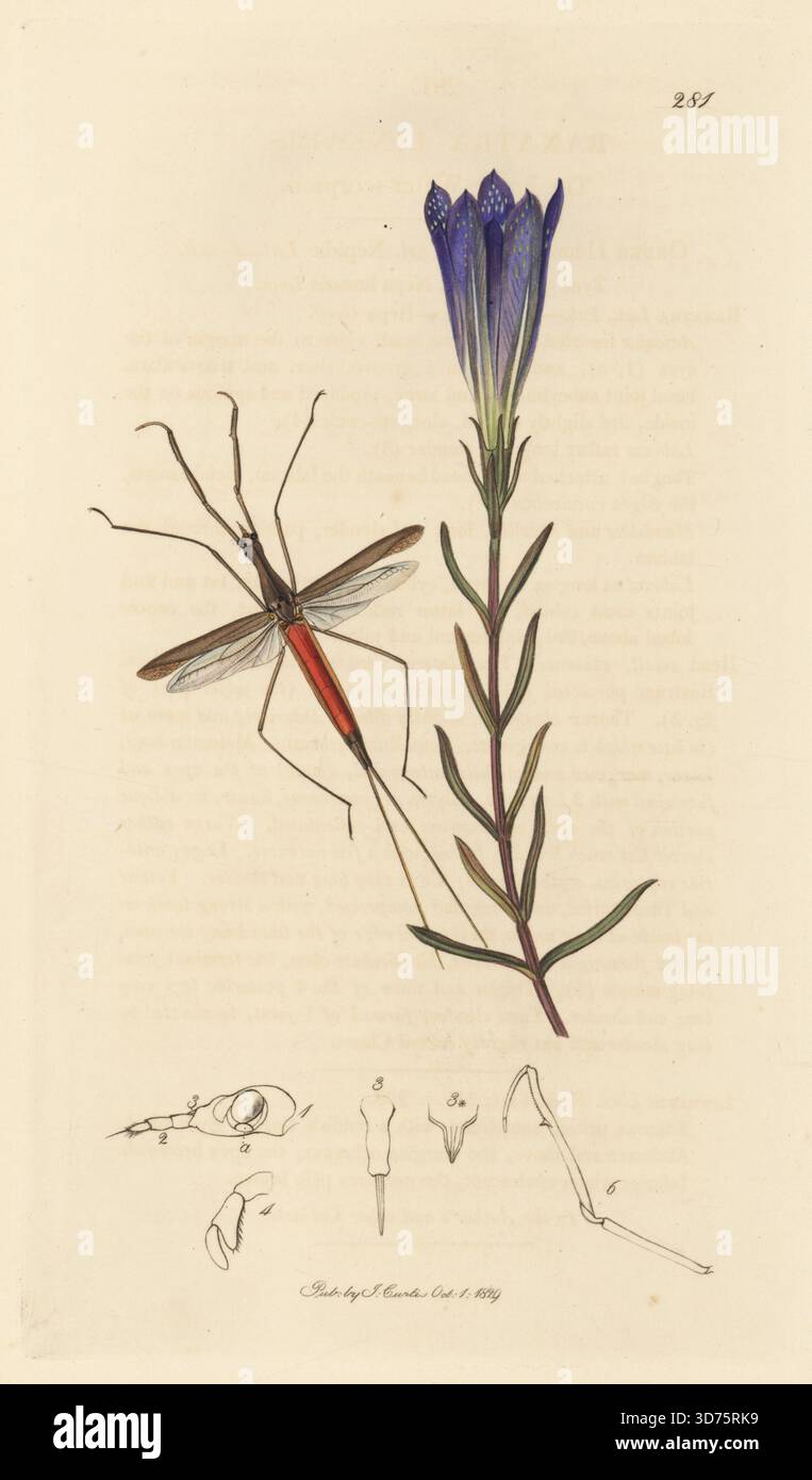 Wasserstab-Insekten oder linearer Wasserskorpion, Ranatra linearis, mit Sumpf-Enzian oder Calathian-Violett, Gentiana pneumonanthe. Handkoloriertes Kupferstich, gezeichnet und graviert von John Curtis für seine eigene britische Entomologie, als Illustrationen und Beschreibungen der Genera of Insects found in Great Britain and Ireland, London, 18289. John Curtis (1791–1862) war ein Entomologe, Illustrator, Kupferstecher und Verleger. Stockfoto