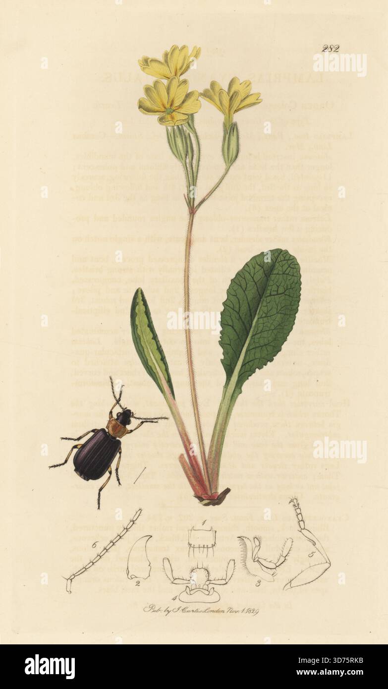 Blauer Plünderkäfer, Lebia cyanocephala (Lamprias cyanocephalus), mit Ochsenlippe, Primula elatior. Handkoloriertes Kupferstich, gezeichnet und graviert von John Curtis für seine eigene britische Entomologie, als Illustrationen und Beschreibungen der Genera of Insects found in Great Britain and Ireland, London, 18289. John Curtis (1791–1862) war ein Entomologe, Illustrator, Kupferstecher und Verleger. Stockfoto
