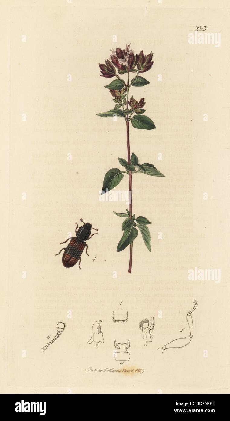 Rindenkäfer, Bitoma crenata, mit wildem Marjoram oder Oregano, Origanum vulgare. Handkoloriertes Kupferstich, gezeichnet und graviert von John Curtis für seine eigene britische Entomologie, als Illustrationen und Beschreibungen der Genera of Insects found in Great Britain and Ireland, London, 18289. John Curtis (1791–1862) war ein Entomologe, Illustrator, Kupferstecher und Verleger. Stockfoto