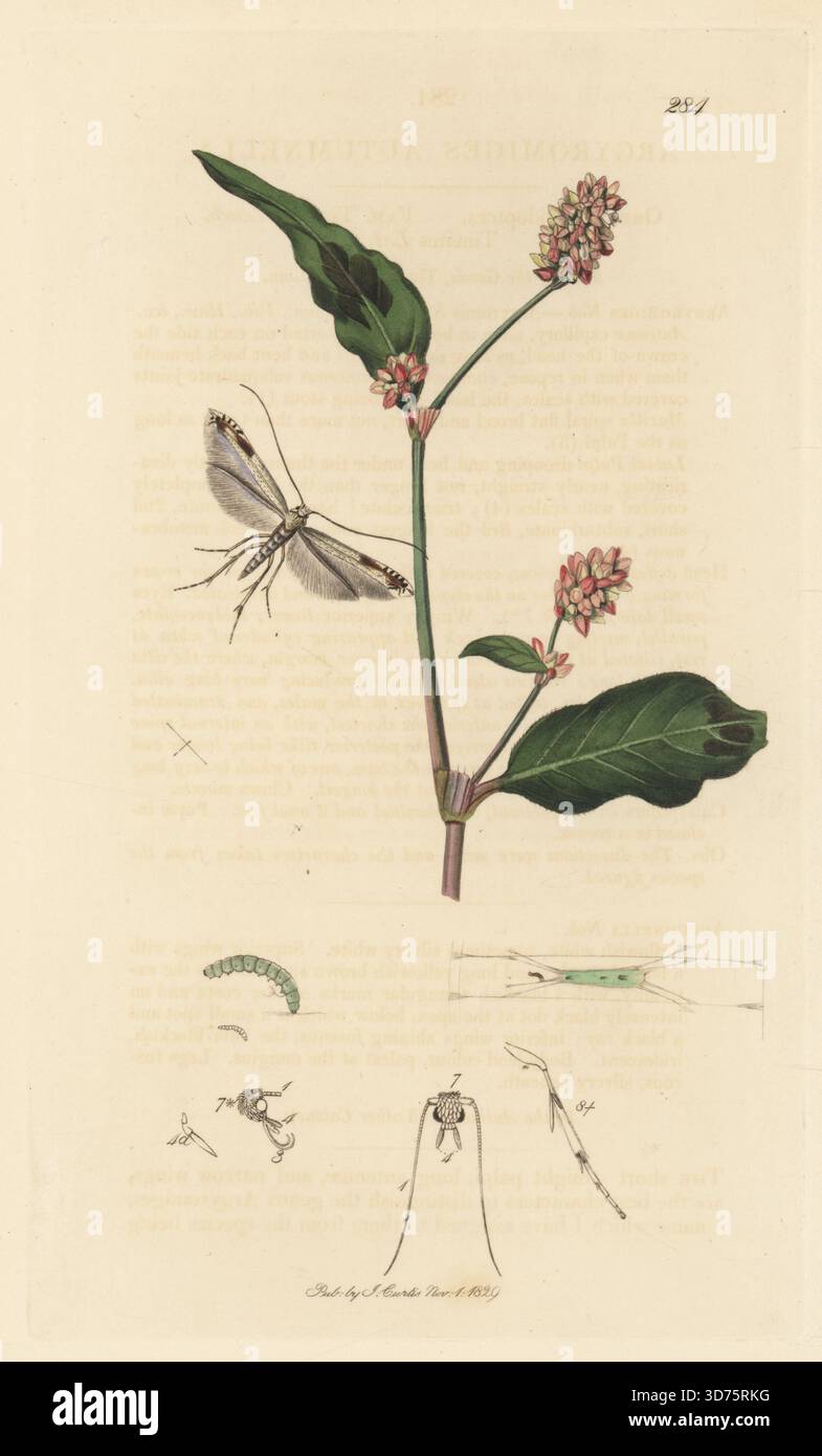 Apfel-Bergmann-Motte, Lyonetia clerkella (Argyromiges autumnella), mit DamenDaumen, Persicaria maculosa (gefleckte Schlangenweed, Polygonum persicaria). Handkoloriertes Kupferstich, gezeichnet und graviert von John Curtis für seine eigene britische Entomologie, als Illustrationen und Beschreibungen der Genera of Insects found in Great Britain and Ireland, London, 18289. John Curtis (1791–1862) war ein Entomologe, Illustrator, Kupferstecher und Verleger. Stockfoto