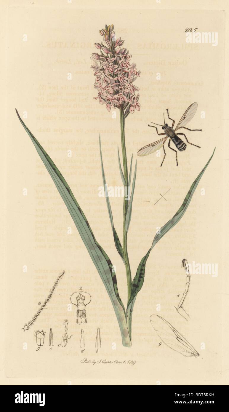 Weiß umrandete Sphaeromien-Beißmidge, Sphaeromias fasciatus (Sphaeromias albomarginatus), mit gefleckten orchis, Dactylorhiza maculata (Orchis maculata). Handkoloriertes Kupferstich, gezeichnet und graviert von John Curtis für seine eigene britische Entomologie, als Illustrationen und Beschreibungen der Genera of Insects found in Great Britain and Ireland, London, 18289. John Curtis (1791–1862) war ein Entomologe, Illustrator, Kupferstecher und Verleger. Stockfoto