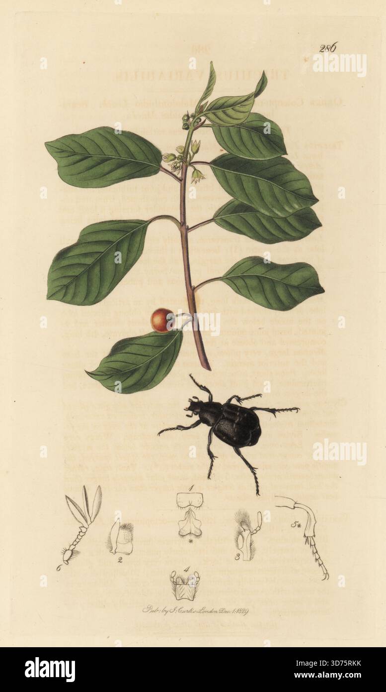 Bienkäfer, Trichius variabilis, mit Erlendorn, Frangula alnus subsp. alnus (Rhamnus frangula). Handkoloriertes Kupferstich, gezeichnet und graviert von John Curtis für seine eigene britische Entomologie, als Illustrationen und Beschreibungen der Genera of Insects found in Great Britain and Ireland, London, 18289. John Curtis (1791–1862) war ein Entomologe, Illustrator, Kupferstecher und Verleger. Stockfoto