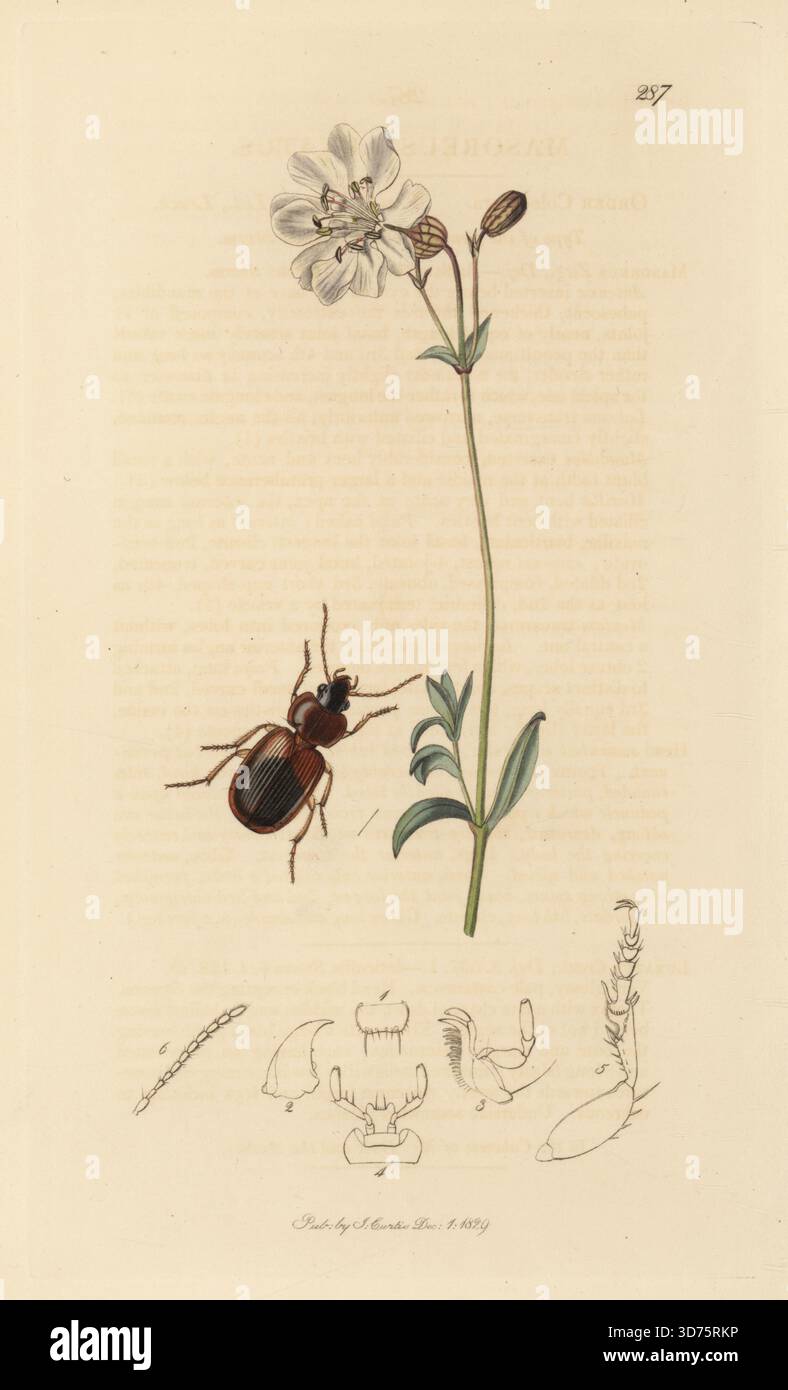 Bodenkäfer, Masoreus wetterhallii subsp. Wetterhallii (Masoreus luxatus), mit SEA campion, Silene uniflora (Seefliege, Silene maritima). Handkoloriertes Kupferstich, gezeichnet und graviert von John Curtis für seine eigene britische Entomologie, als Illustrationen und Beschreibungen der Genera of Insects found in Great Britain and Ireland, London, 18289. John Curtis (1791–1862) war ein Entomologe, Illustrator, Kupferstecher und Verleger. Stockfoto