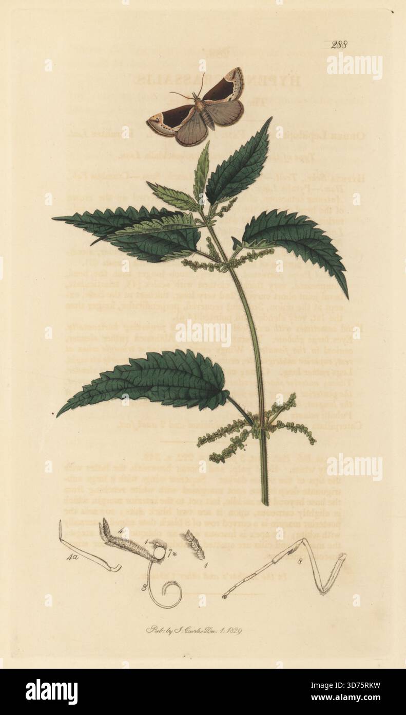 Schöne Schnauzenmotte, Hypena crassalis, mit gewöhnlicher Brennnessel oder kalifornischer Brennnessel, Urtica dioica. Handkoloriertes Kupferstich, gezeichnet und graviert von John Curtis für seine eigene britische Entomologie, als Illustrationen und Beschreibungen der Genera of Insects found in Great Britain and Ireland, London, 18289. John Curtis (1791–1862) war ein Entomologe, Illustrator, Kupferstecher und Verleger. Stockfoto