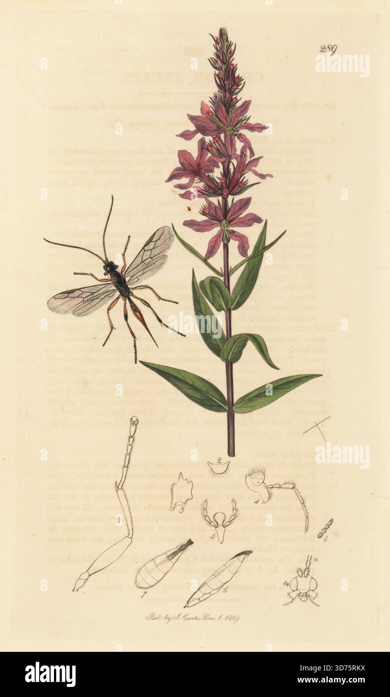 Gelbliche Ichneumon-Parasitoidenwespe, Coelinius parvulus (Chaenon anceps), mit lila-Loosestrife oder lila stacheligen Weidenkraut, Lythrum salicaria. Handkoloriertes Kupferstich, gezeichnet und graviert von John Curtis für seine eigene britische Entomologie, als Illustrationen und Beschreibungen der Genera of Insects found in Great Britain and Ireland, London, 18289. John Curtis (1791–1862) war ein Entomologe, Illustrator, Kupferstecher und Verleger. Stockfoto